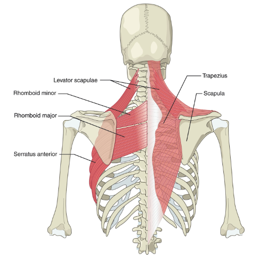 Shoulder blade levator scapulae connection diagram