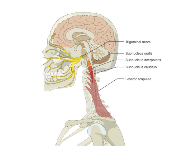 Trigeminal nerve anatomy diagram showing subnucleus caudalis and levator scapulae