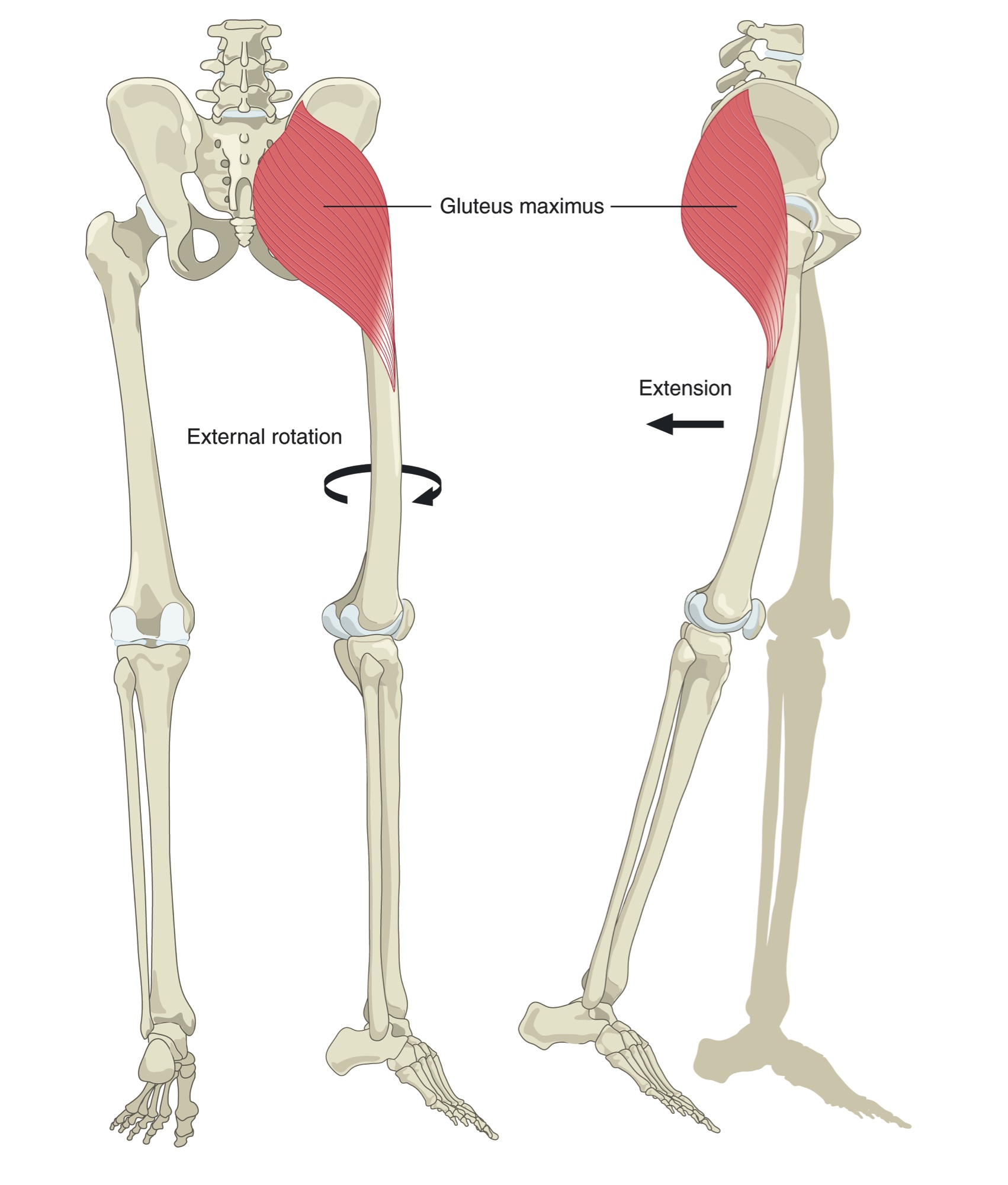 The gluteal muscles and their actions