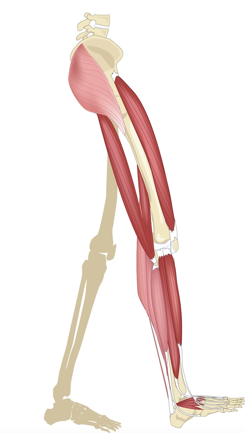 Walking with glutes off