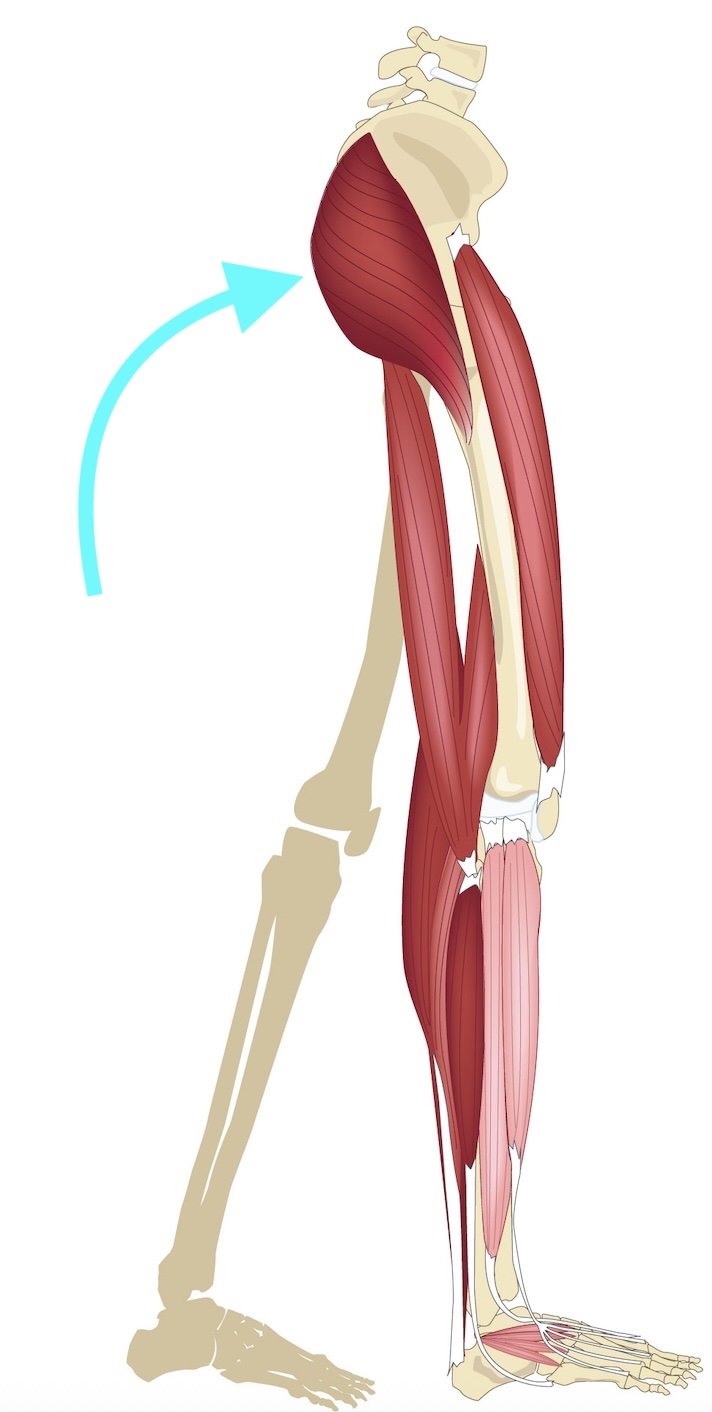 Walking with glutes on