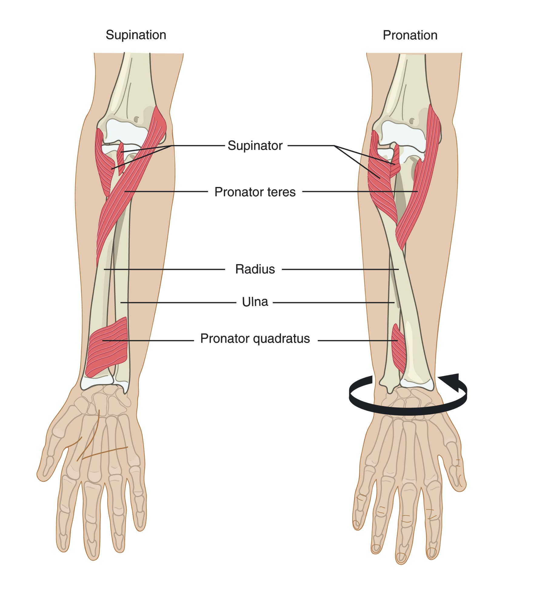 The deep forearm rotators, pronators and supinators, and where they attach at the elbow