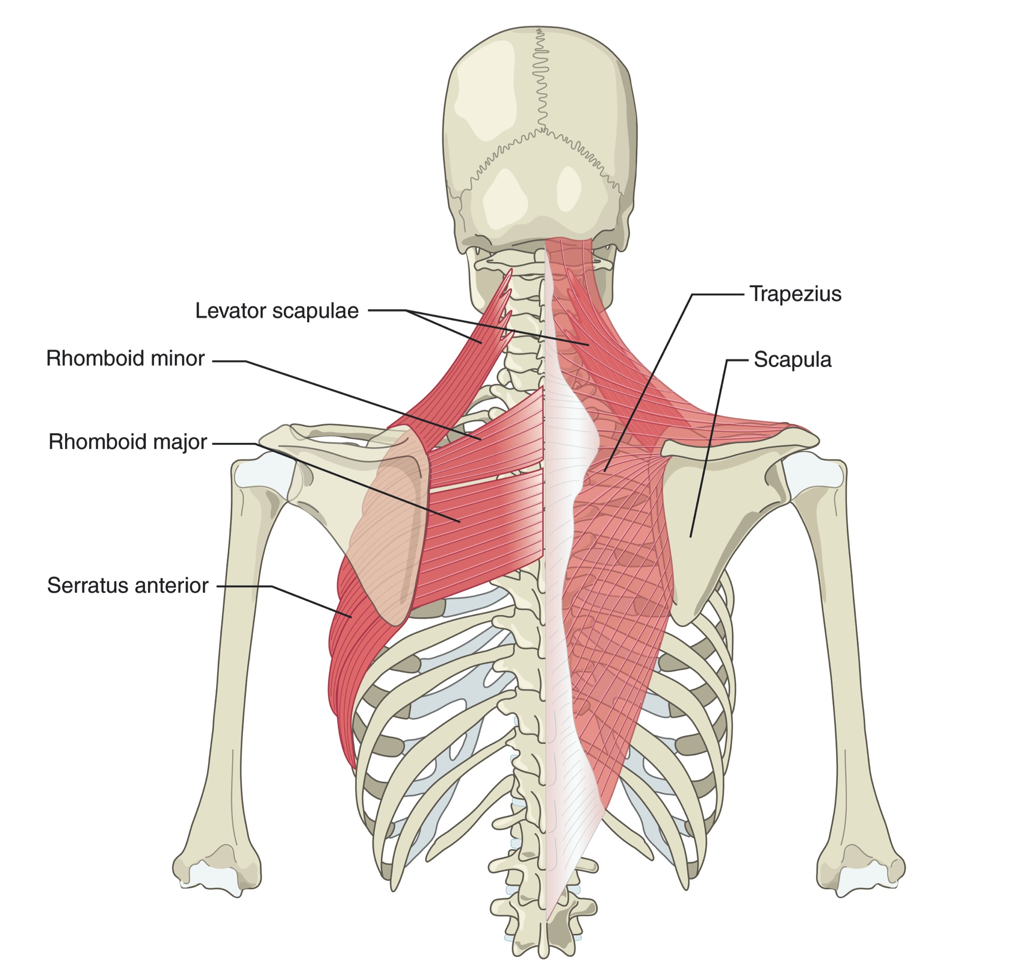 Muscles running from the shoulder blade up to the neck bones and the base of the skull
