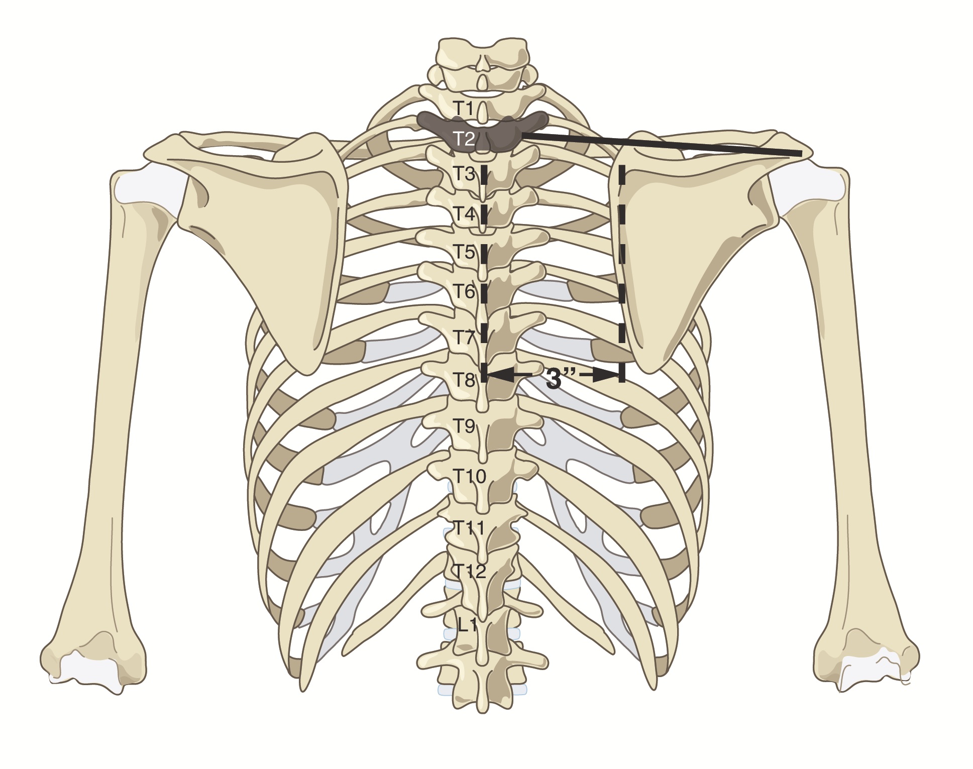 Resting landmarks of the shoulder blade on the upper back