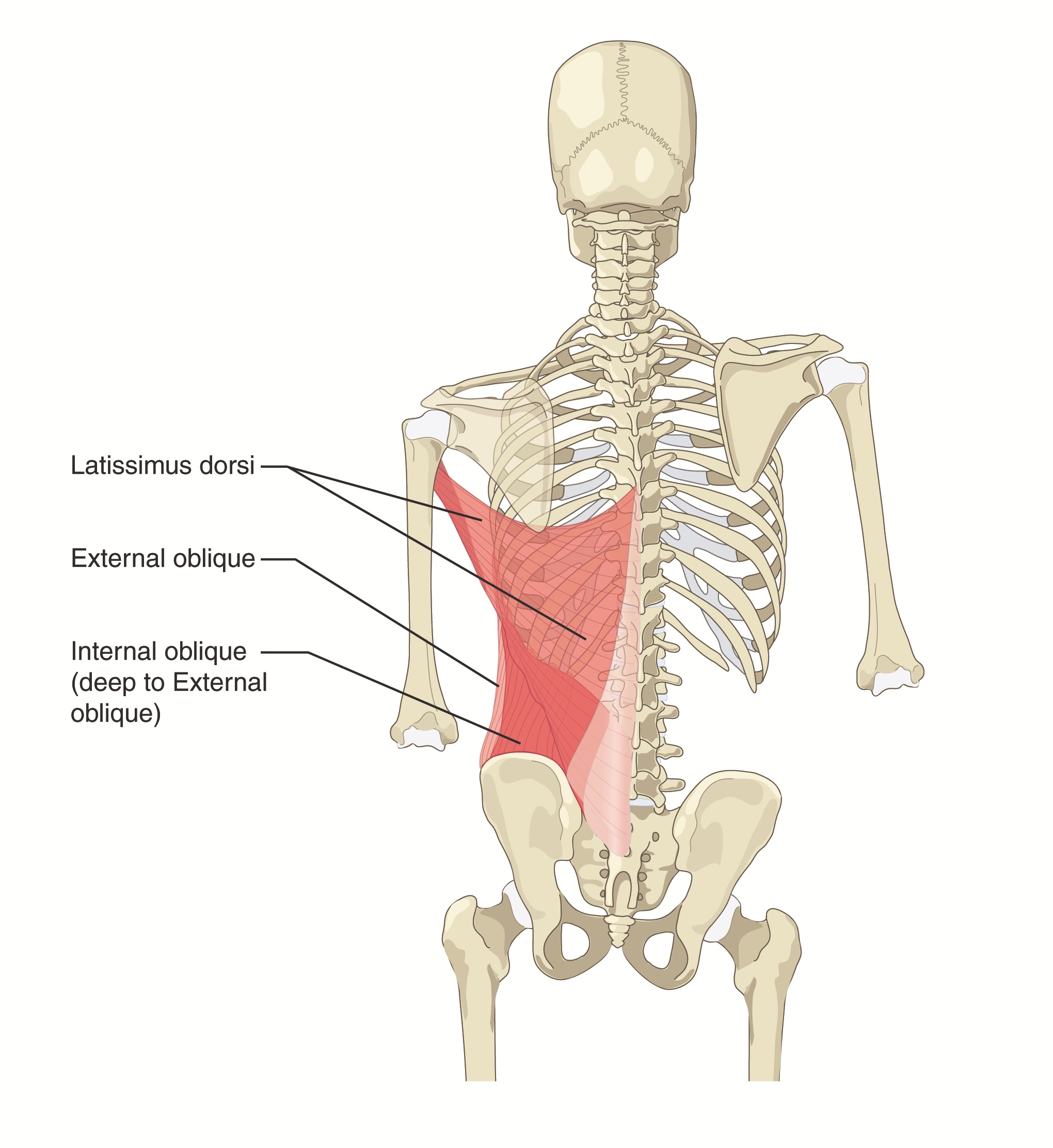 Bare back viewed from behind, showing a deeper waist crease on the left side, with the pelvis higher and rib cage lower on that side