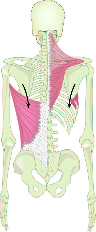 The scapular depressor muscles, seen from behind