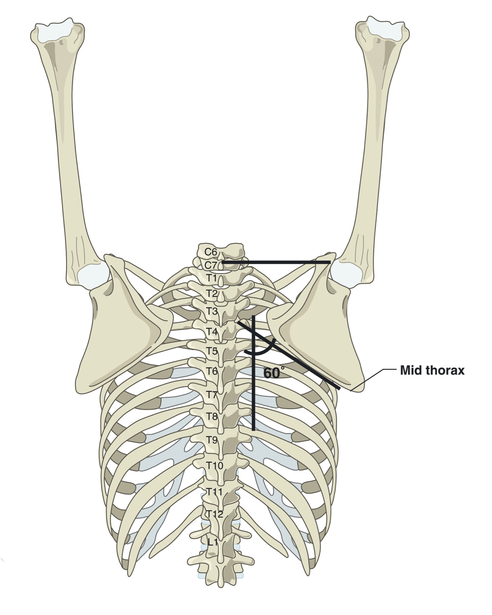 Shoulder blade landmarks with the arm reaching overhead