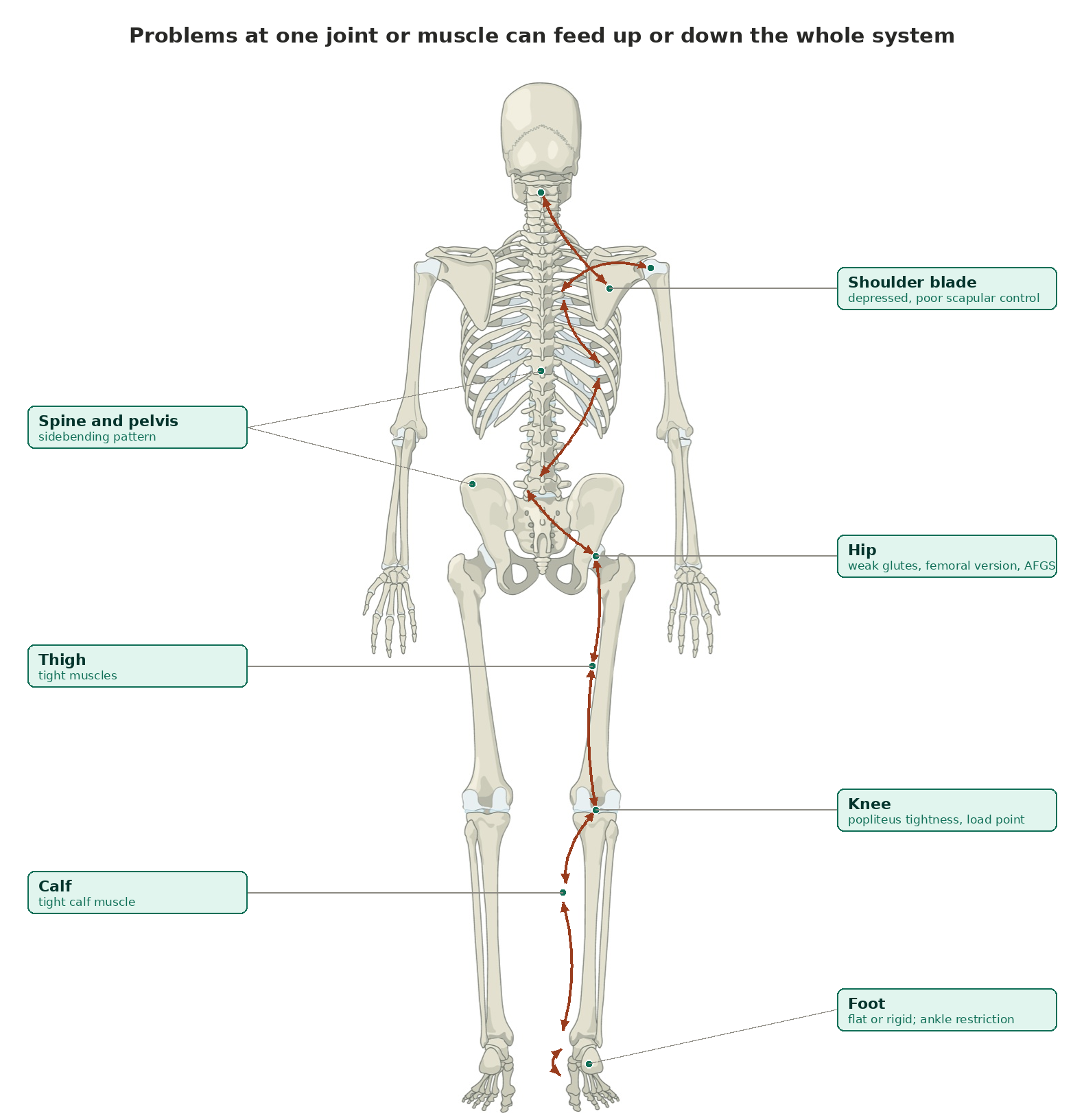 Skeleton diagram showing how a problem at the foot can travel up to the shoulder blade and neck, or from the shoulder down