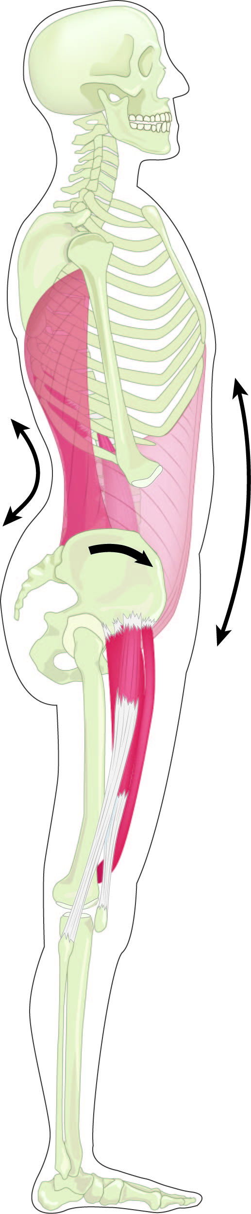 Side view of an erect standing posture, with an increased arch in the low back